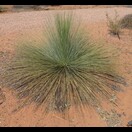 Xanthorrhoea thorntonii